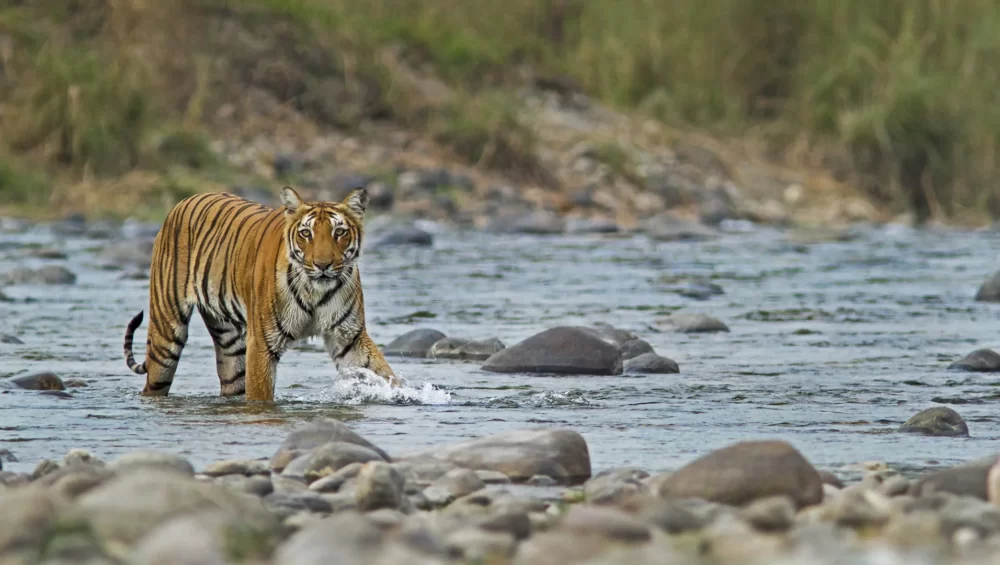 Corbett Wildlife Tour
