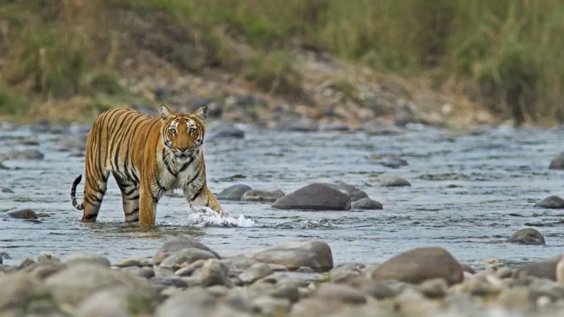 Corbett Wildlife Tour