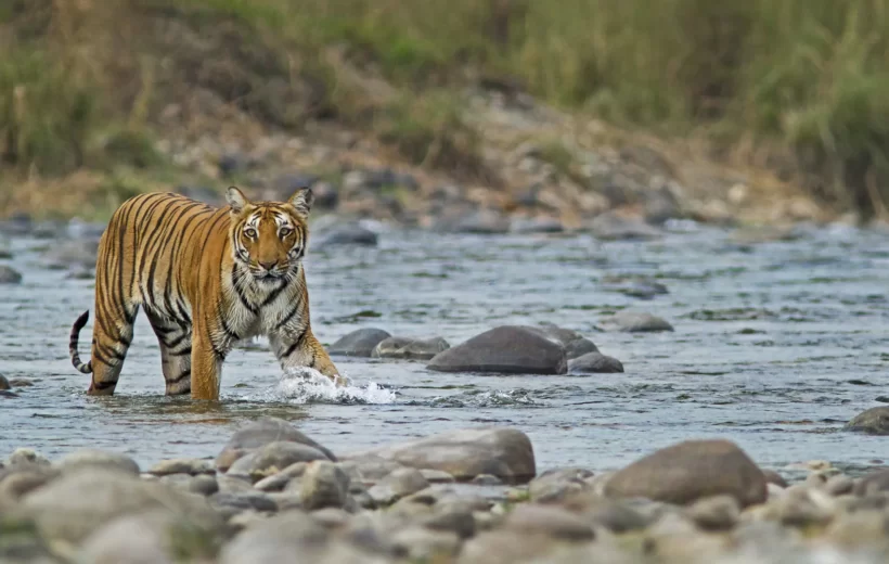 2N/3D Corbett Wildlife Tour