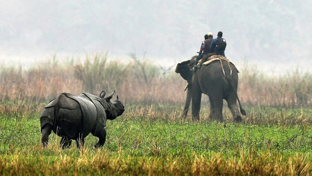 Kaziranga