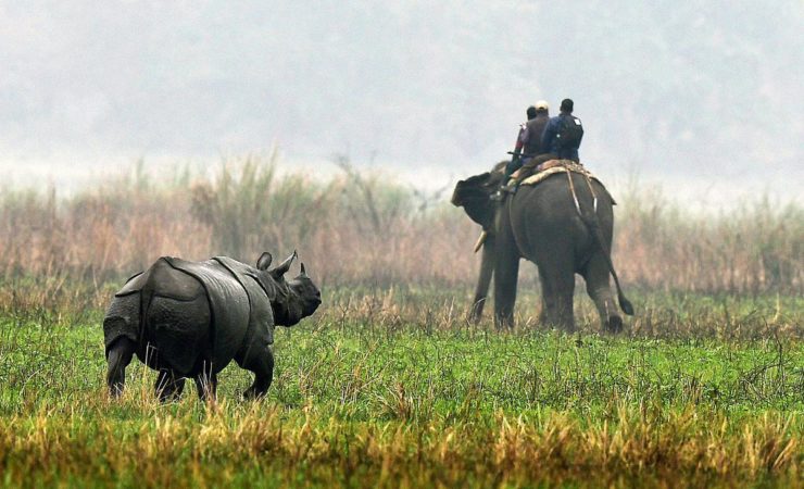 Kaziranga