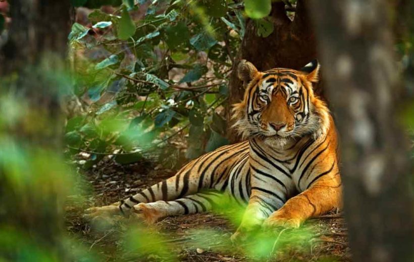 3N/4D Pink City with Ranthambore